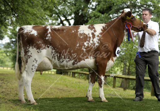 Champion Diary Shorthorn, Denamona Request Tilda exhibited by Alan Irwin 